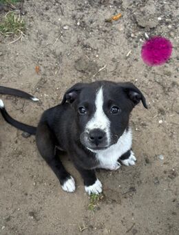 Stafford-Bolteria-Labrador-Mix-Welpe, 2,3 Monate alt, lieb & menschenbezogen - Garz