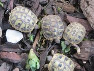 Griechische Landschildköten(-Babys), Testudo hermanni, NZ 2024 - Oberhausen-Rheinhausen