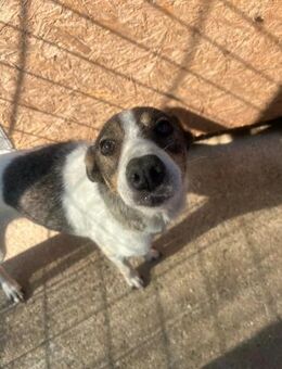 Princess - Kallmünz