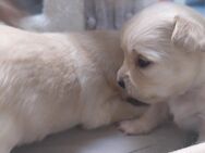 Chihuahua Liebhaber aufgepasst - Möser