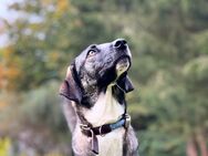 Joey sucht ein neues Zuhause - Hamburg Wandsbek