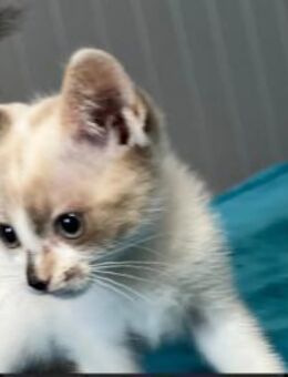 Baby Nori sucht ihr Glück - Kallmünz