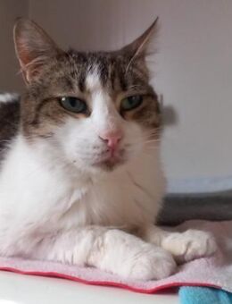 sensible Cindy liebt Menschen (ALM) - Geisenheim