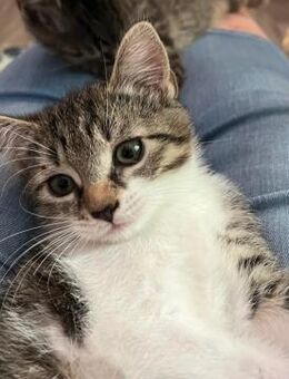 Darcy sucht ein liebevolles Zuhause - Hürth
