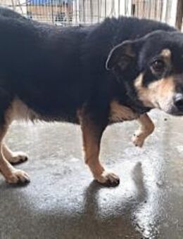 Schüchterne Thuja sucht viel Sicherheit! - München