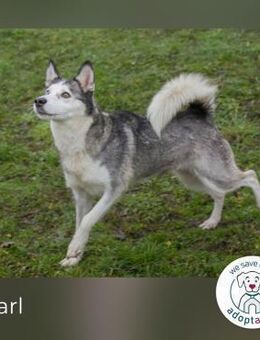 Pearl sucht ein Zuhause - Kirchzell