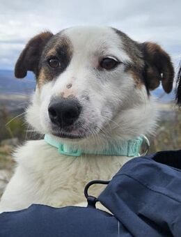 Vicco Kurze Beine, großes Herz - München