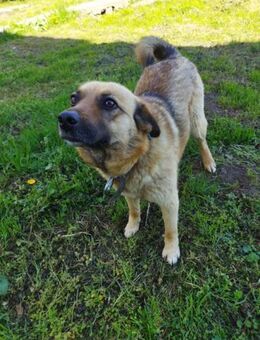 CHERRY ist eine HERZENShündin♥️ - München