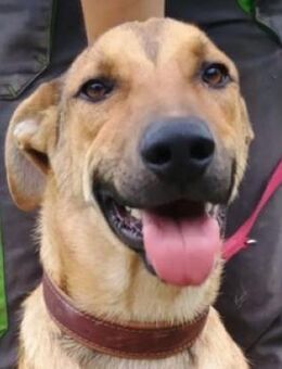 Junghund DONATELLO - Gefrees