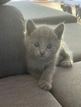Reinrassige Russisch Blau/Nebelung Kitten mit Stammbaum aus seriöser Zucht - Ingolstadt