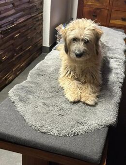 Bernie kleiner Wirbelwind - Amtzell