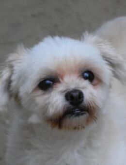 Rapunzel - kleine launige Diva - Lohmar