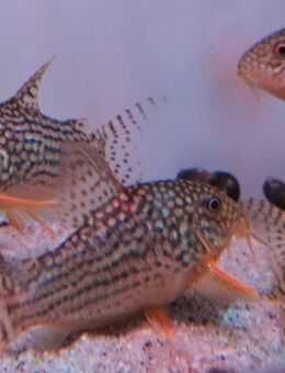 Orangeflossen Panzerwelse Hoplisoma Sterbai - Gera