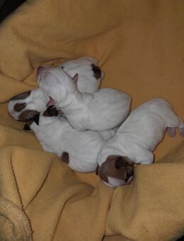 Jack-Russell-Terrier Welpen reinrassig geb.18.10.25 - Sternenfels