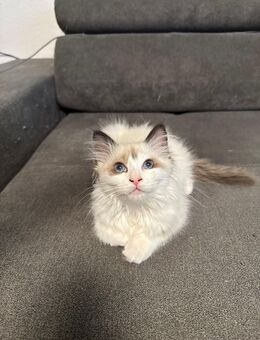 Heilige Birma Ragdoll kitten - Iserlohn