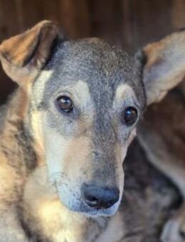 Liebenswerte Aika sucht ihre Familie - Kallmünz