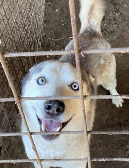 Husky Rüde, 2 Jahre - Kappeln (Schleswig-Holstein)