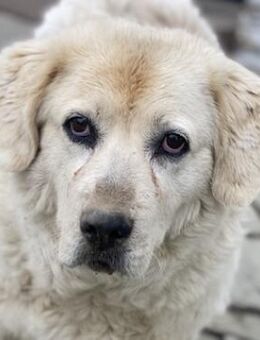 Lara, geb. ca. 05/2014, Griechenland - Euskirchen