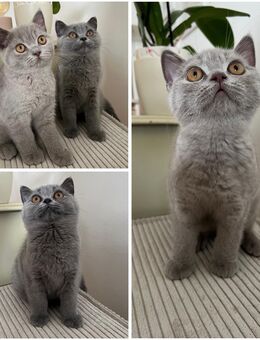 Abgabebereit - BKH Kitten mit Stammbaum - München