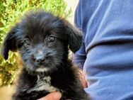 Ruby Mini-Hund mit Maxicharme - München
