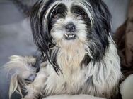 hübsche Hundedame SENJA... - Koblenz