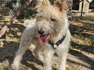 Cory, Foxterrier-Mix, sucht ein Zuhause - Leonberg (Baden-Württemberg)