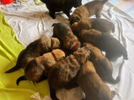 Reinrassige belgische Schäferhunde Mitte Juli Abzugeben - Bielefeld