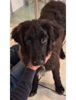 Jana - wartet in 66482 Zweibrücken - Oberwies