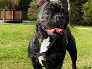 Französische Bulldogge abzugeben - Salzgitter