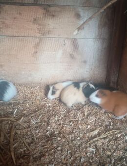 Meerschweinchen Mädels abzugeben! - Frauenstein Zentrum