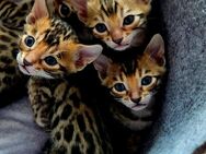 Bengal Kitten - Schwäbisch Gmünd