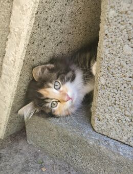 Kitten BLH Waldkatze Mix - Brake (Unterweser)