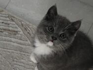 2 BKH Kitten - Köln