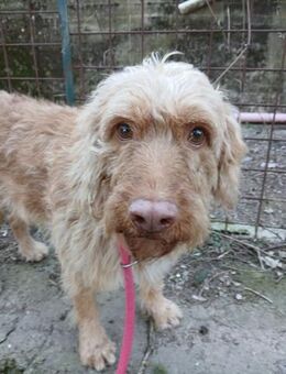 Trappola - Würzburg