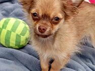 Langhaar Chihuahua Prinzessin & Koboldmädchen beige-schoko suchen ihr FÜR -IMMER Zuhause - Dassel