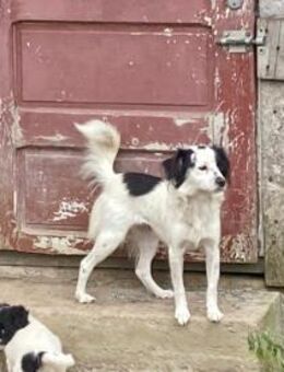 kleine Hundedame Lucy - Jestetten