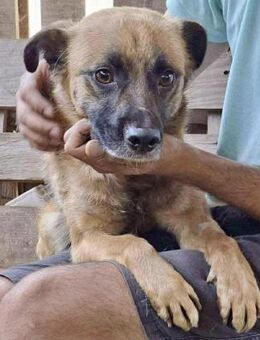 Arko ist auf der Suche nach Ruhe - Koblenz