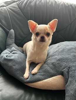 Chihuahua Junge und Mädchen noch frei. - Rostock