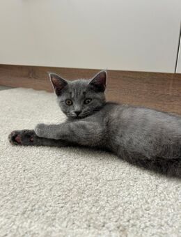 BKH Noch 3 Kitten in liebevolle Hände abzugeben! - Bonn Venusberg