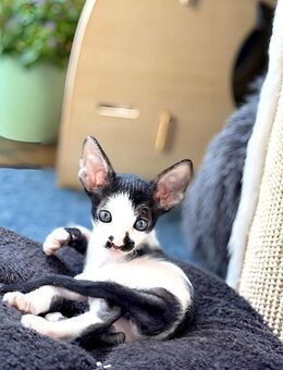 Cornish Rex Kitten Verfügbar - Chemnitz