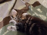 Main coon mix Kitten - Kirchberg (Sachsen)