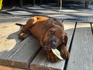 Rhodesian Ridgeback Welpen abgabebereit - Niedenstein