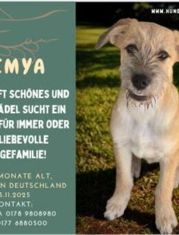 tolle Kimya - Zuhause od. Pflegestelle - Duisburg