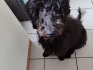 Geduldiger Schnoodle Welpe sucht neues Zuhause - Friedrichshafen