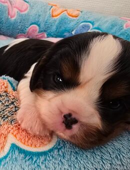 Cavalier King Charles Spaniel Welpen mit Ahnentafel - Herzogenrath