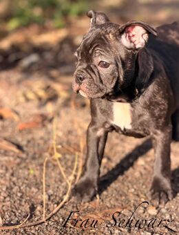 Französische Bulldoggen Welpen - Ostrau