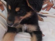 Lenny hübscher Hundejunge - Berlin