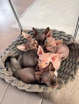 Sphynx Kitten mit Schnurhaaren - Lübbecke