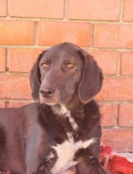 Pina sucht ihr Für-Immer-Zuhause! - Eixen