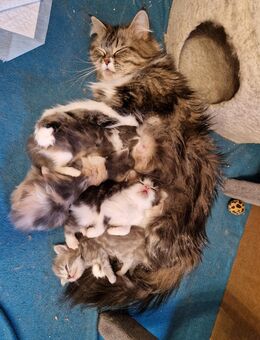 4 hübsche Mai Maine Coon Mix Kitten - Tarmstedt